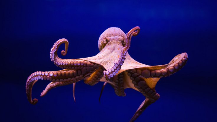Krake, Bildquelle: TheSP4N1SH/Thinkstock; Lizenz: gemäß den Bedingungen der Quelle Schwimmender Krake in tiefblauem Wasser