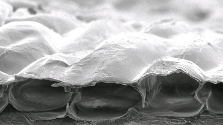Zwiebelhautzellen unter dem Mikroskop, Bildquelle: Chien-Chun Chen et al./National Taiwan University/APL; Lizenz: gemäß den Bedingungen der Quelle Zwiebelhautzellen unter dem Mikroskop